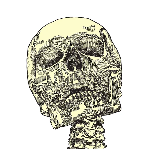 Anatomiska skalle illustration — Stock vektor