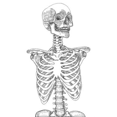 Kafatası ile insan göğüs kafesi el çekilmiş