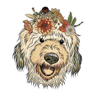 CTE Labradoodle puppy kız 