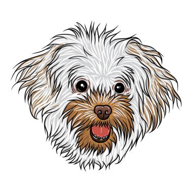 Sevimli Bolognese puppy kız