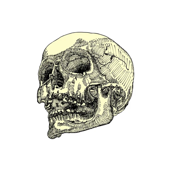 Skizze eines anatomischen Schädels — Stockvektor