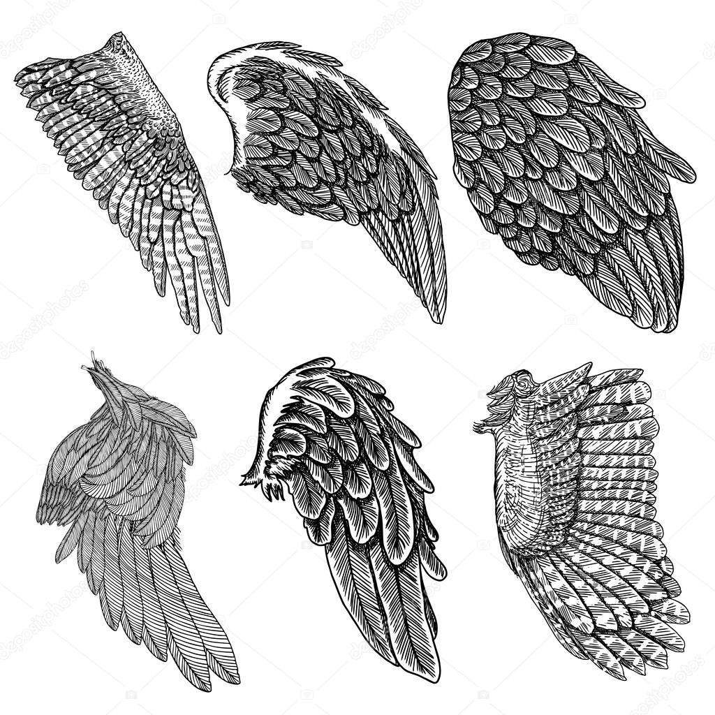 Hand drawn illustration of wings set