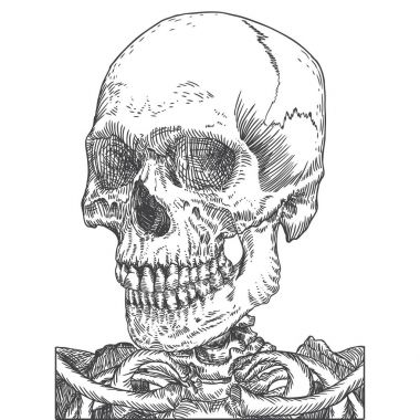 Anatomik kafatası kroki