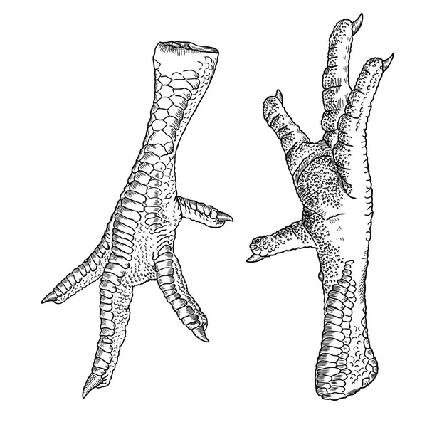 Chicken foot drawing Stock Vector Image by ©goldenshrimp 144615791