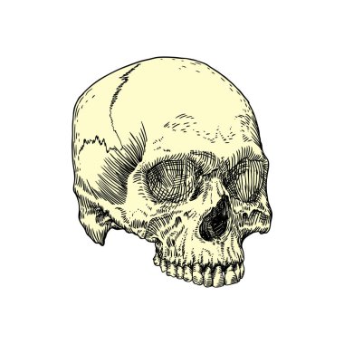 Kafatasının anatomik tek renkli çizimi 