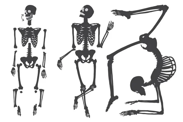 Conjunto de esqueletos humanos —  Vetores de Stock