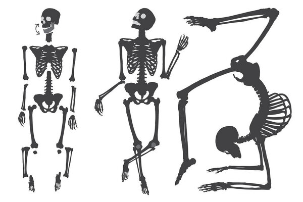 Human skeleton set