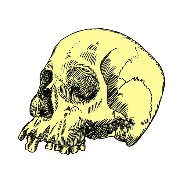 Monochrome anatomic drawing of skull — Stock Vector