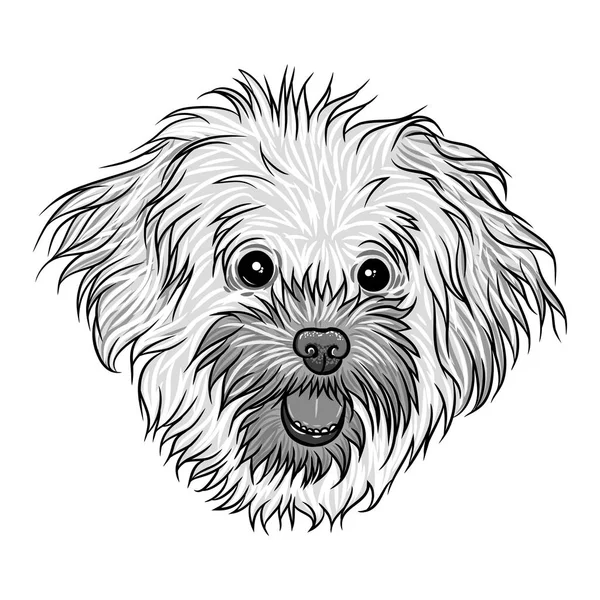 Boloňský psík štěně pěkná — Stockový vektor