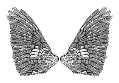 Ve güzel yayılmış kanatlar