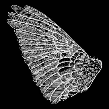 Elle çizilmiş kanat kroki