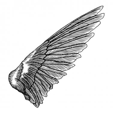 Elle çizilmiş kanat kroki