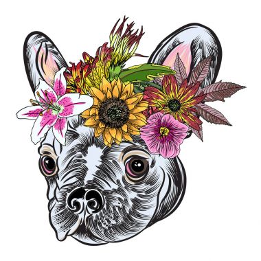Küçük sevimli Fransız Bulldog köpek 