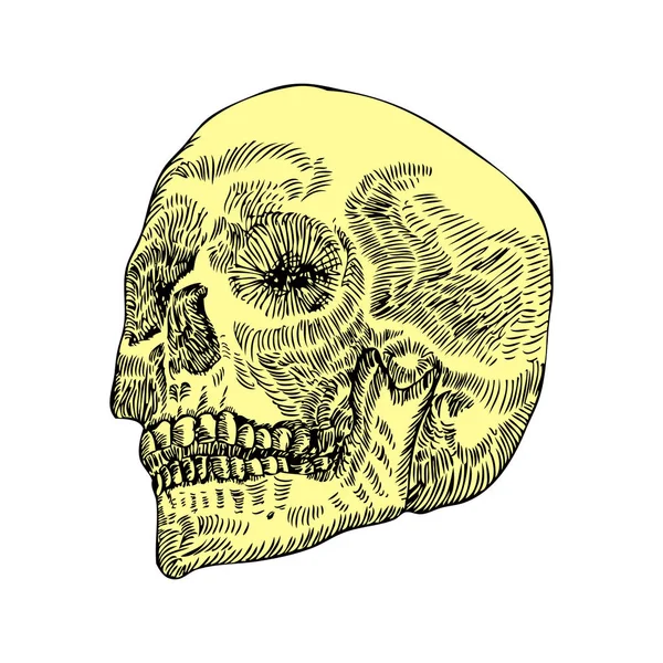 Anatomisk skalleskisse – stockvektor
