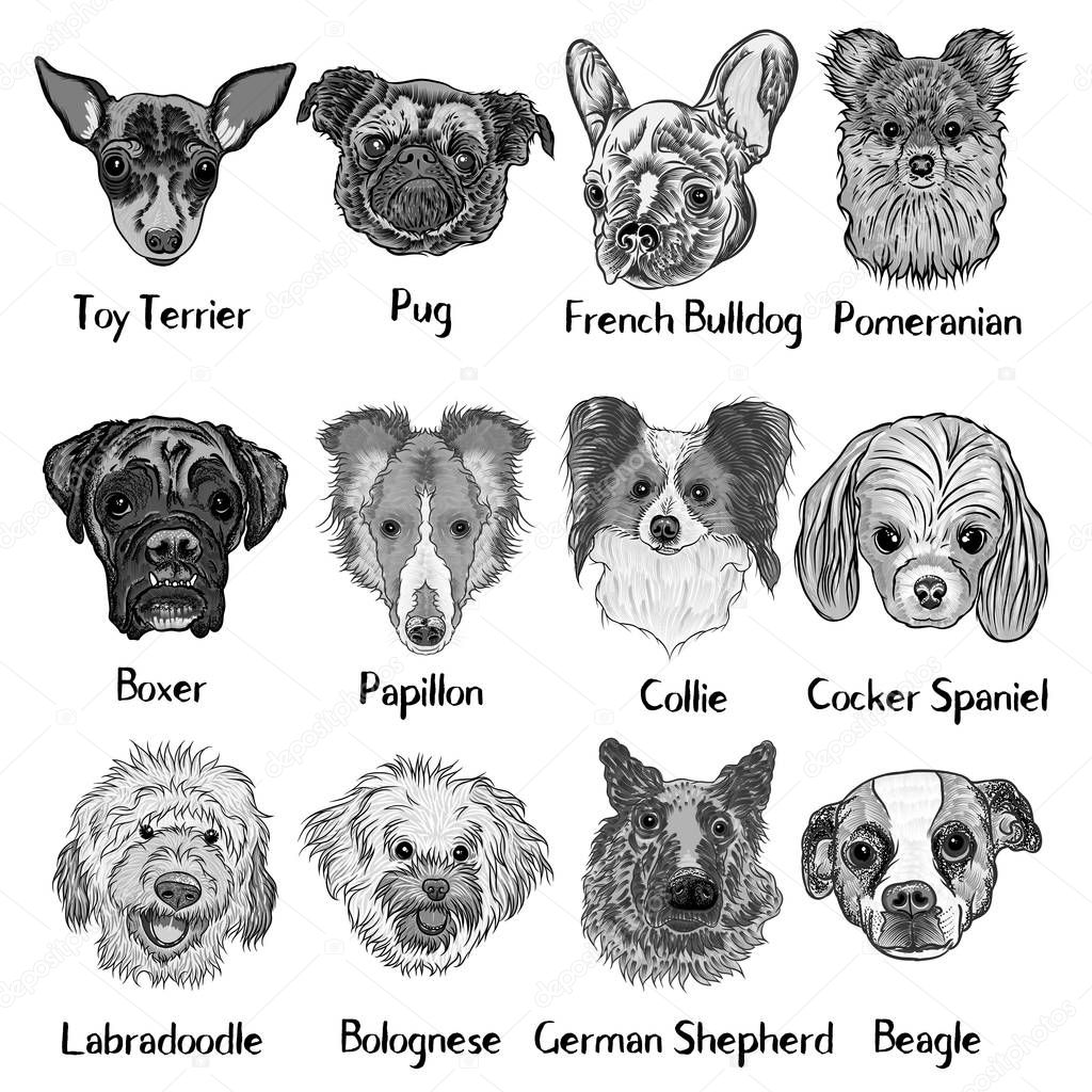 Set of different dogs breeds