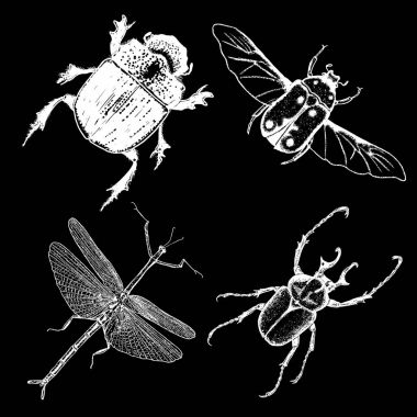 İzole set çizim böcek noktalarla