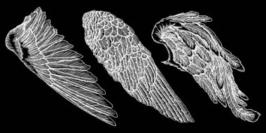 Elle çizilmiş vintage kanat seti