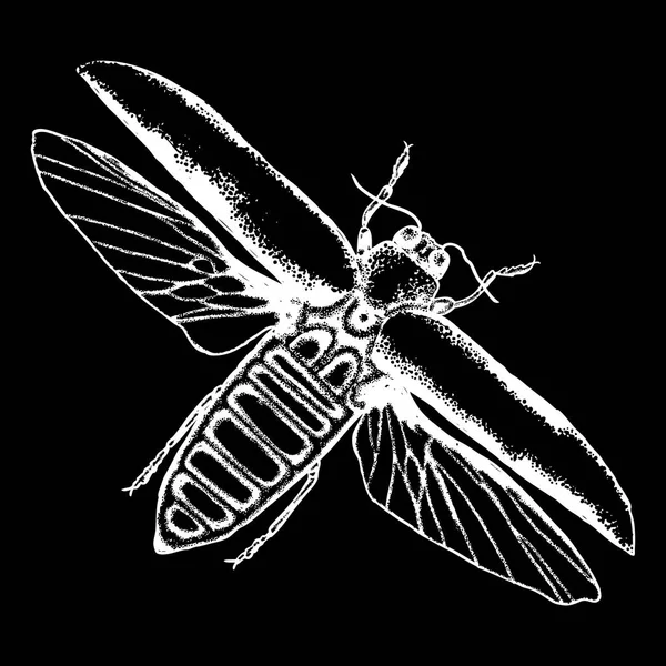 Escarabajo escarabajo dibujo — Vector de stock