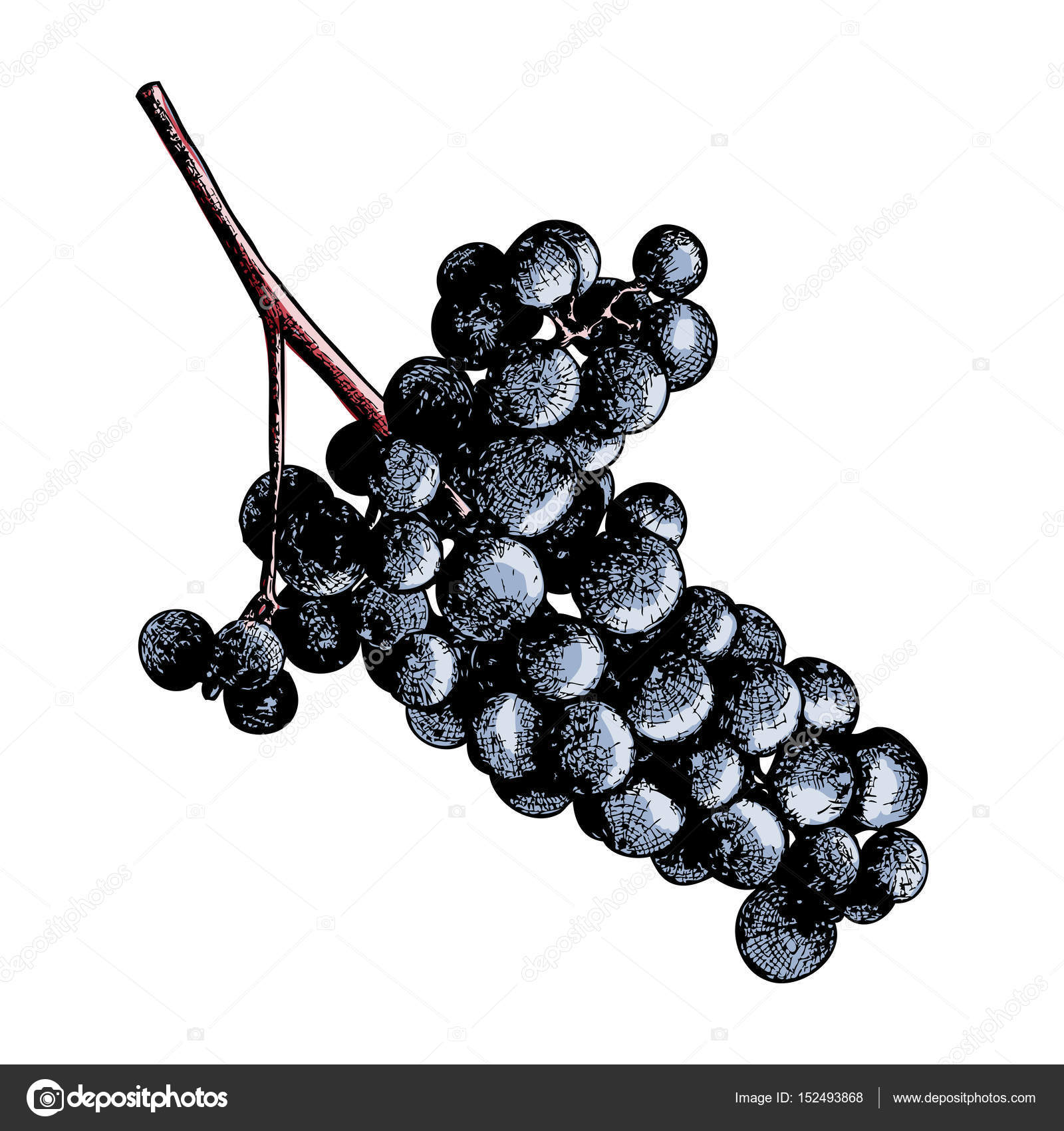 Inked drawing of grapes — Stock Photo © goldenshrimp 152493868