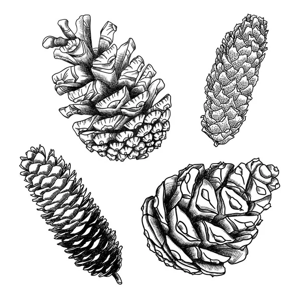 Conjunto de cones de pinheiro desenho à mão — Fotografia de Stock