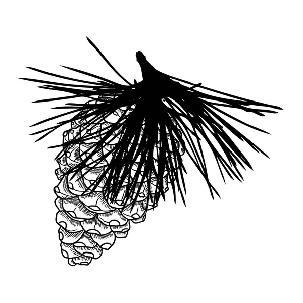 Sketch hand drawing pine cone — Stock Photo, Image