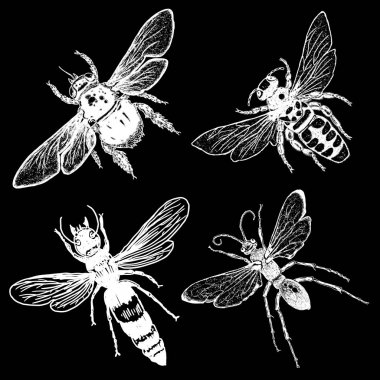 Dört arılar kümesi