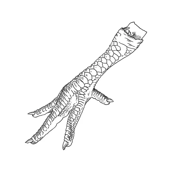 Chicken foot drawing — Stock Vector