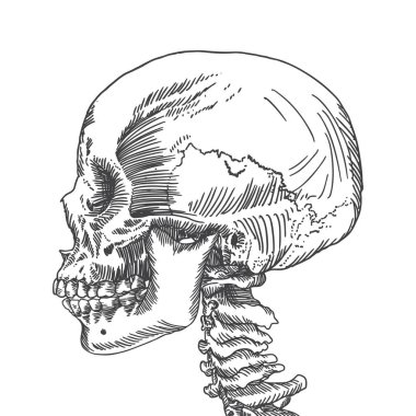 Anatomik kafatası kroki