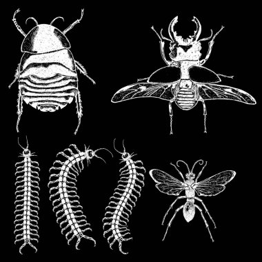 Set çizim böcek noktalarla 