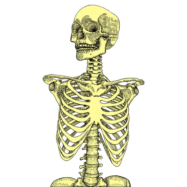 Gabbia toracica anatomica disegnata a mano con teschio — Vettoriale Stock