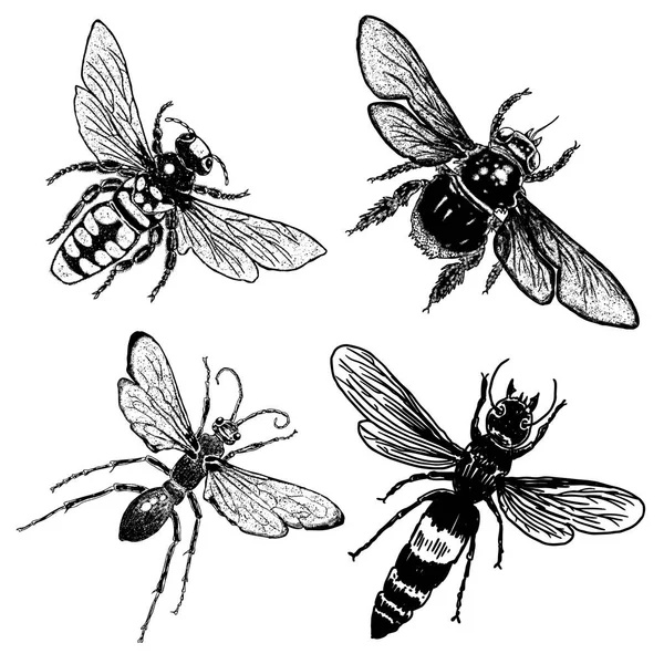 Набір з чотирьох ескізів бджіл — стоковий вектор