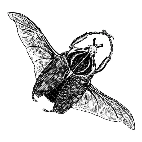 Bosquejo de insectos voladores — Archivo Imágenes Vectoriales