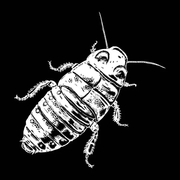 Dibujo de puntada de insecto — Vector de stock