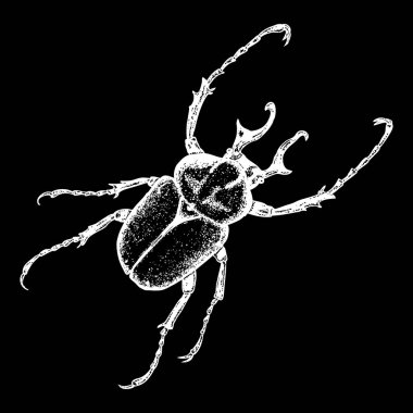 Bokböceği böceği kroki