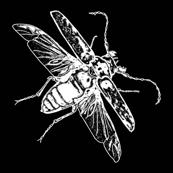 Fliegende Insektenskizze — Stockvektor
