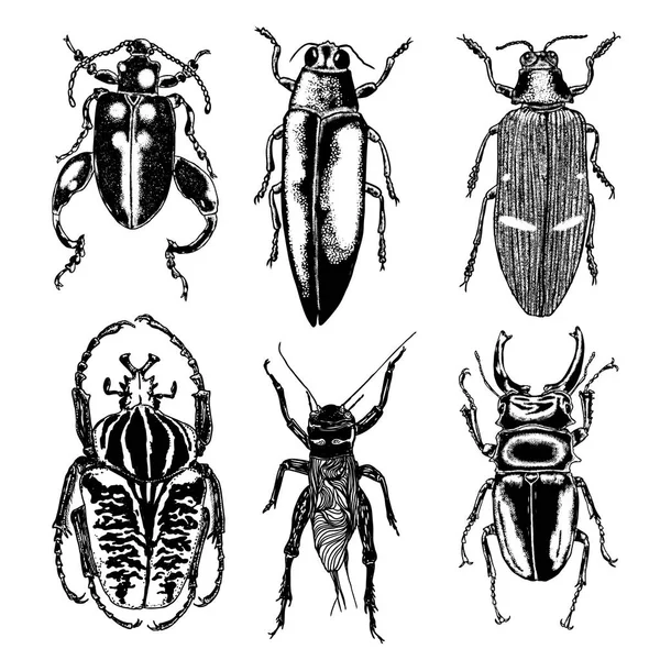 Insect stipple tekening set — Stockvector