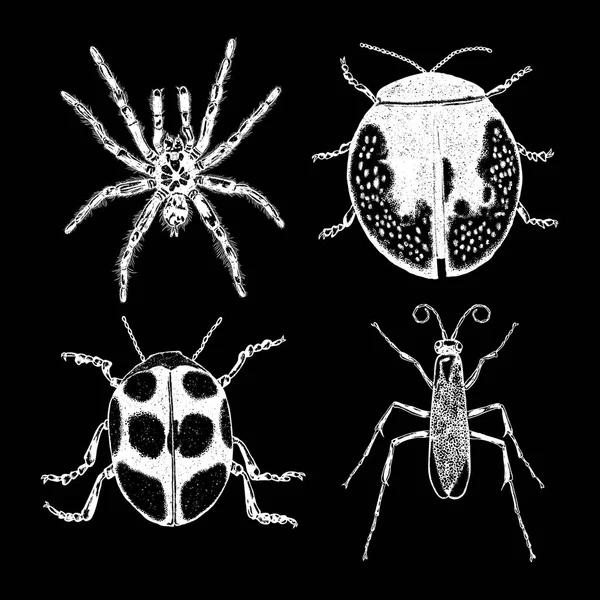 Set de desen stivuitoare de insecte — Vector de stoc