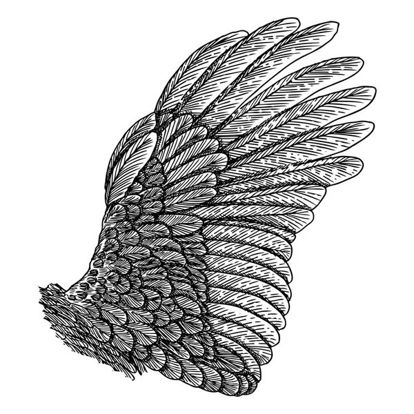 Hand drawn vintage bird wing — Stock Vector