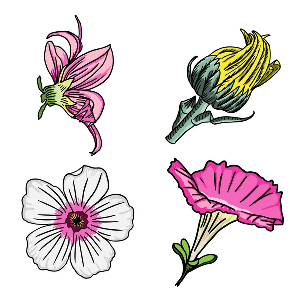 Σύνολο εικονογραφήσεις λουλούδια — Φωτογραφία Αρχείου