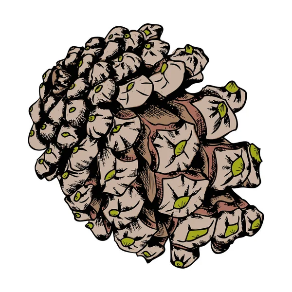 Aquarel geschilderd en met de hand getekende pinecone — Stockfoto