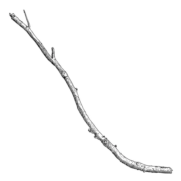 Inkt tekening van hout twig — Stockfoto