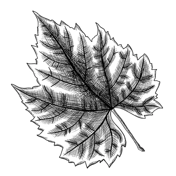 ブドウ葉の詳細な図面 — ストック写真