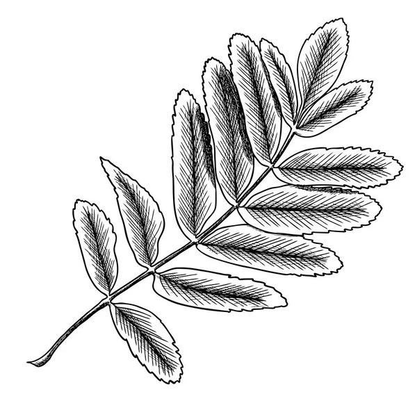 Dibujo detallado y preciso de las hojas de rowanberry — Foto de Stock