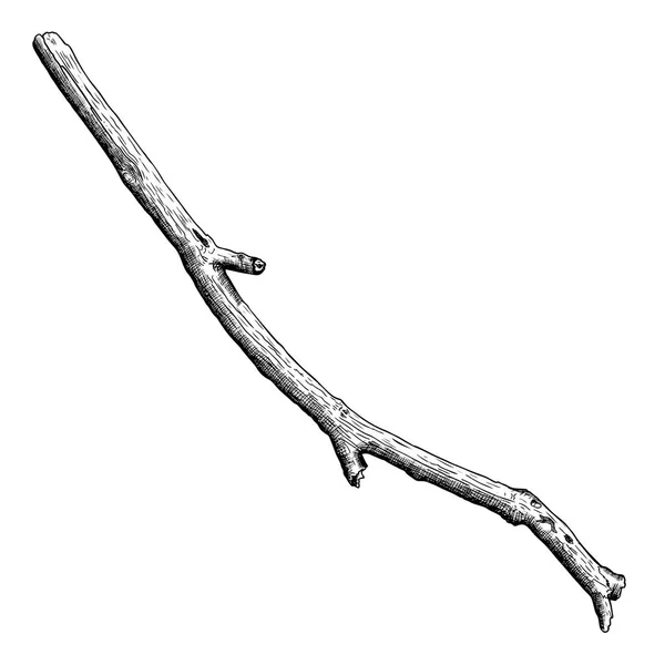 Ink drawing of wood twig — Stock Photo, Image