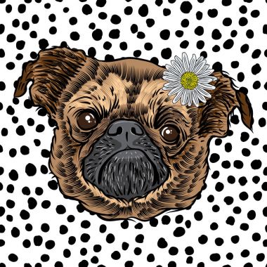 Çizim pug köpek