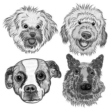 Koleksiyonu farklı köpek doğurmak