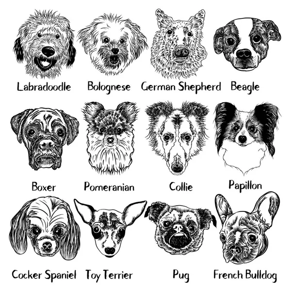 Coleção de raças de cães diferentes —  Vetores de Stock