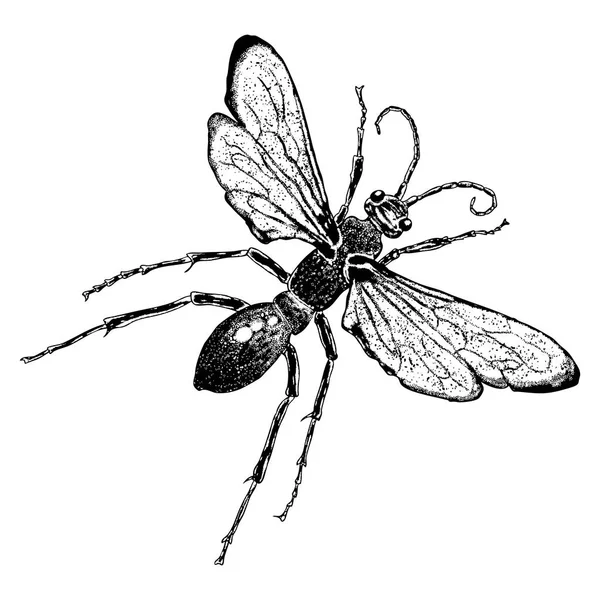 Fliegende Insektenskizze — Stockvektor