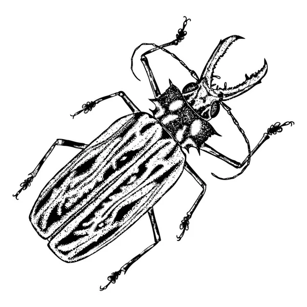 Escarabajo escarabajo boceto — Archivo Imágenes Vectoriales