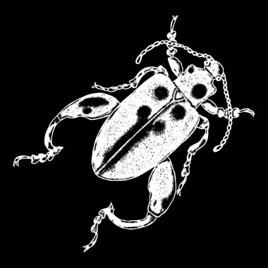 Bokböceği böceği kroki